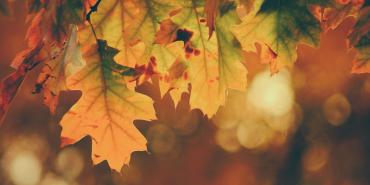 stewardship and gratitude