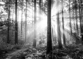 Born in Adam, Made New in Christ