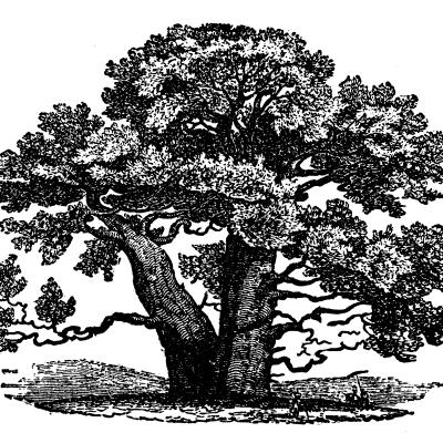 Our Theological Family Tree